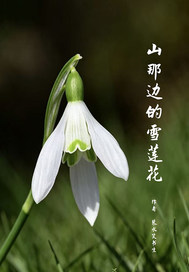  山那边的雪莲花